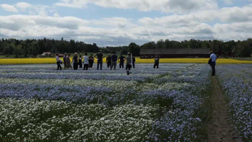 Full blom i linmästarfältet