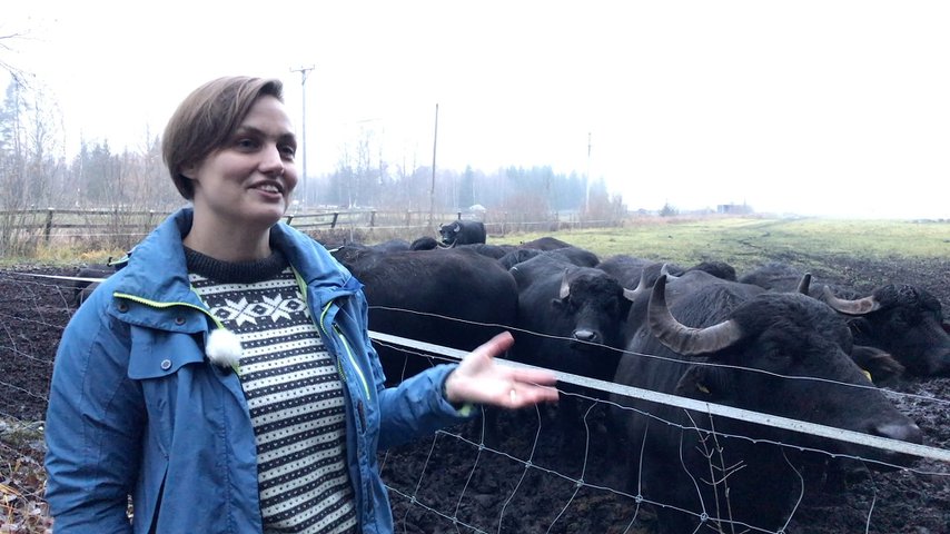 Hon vill göra världens bästa mozzarella