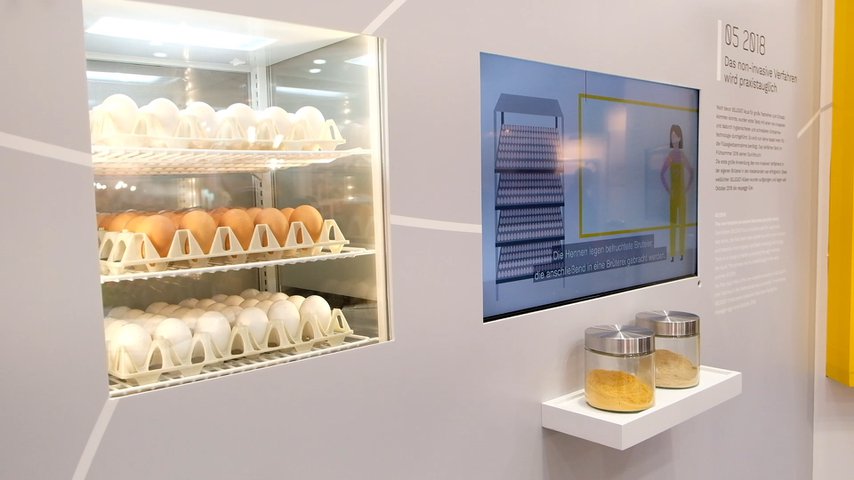 Ser tuppar redan i ägget