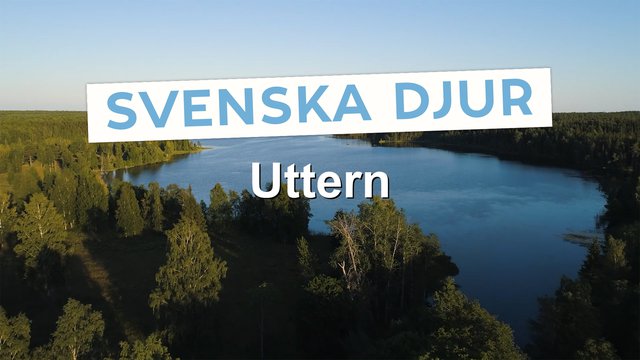 Norrbotten Skolfilm