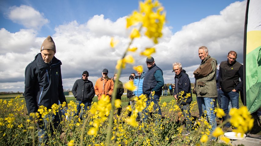 Grödor utmanas på Borgeby fältdagar