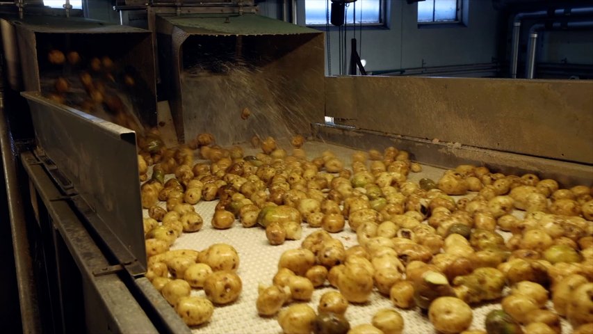 Från potatis till stärkelse