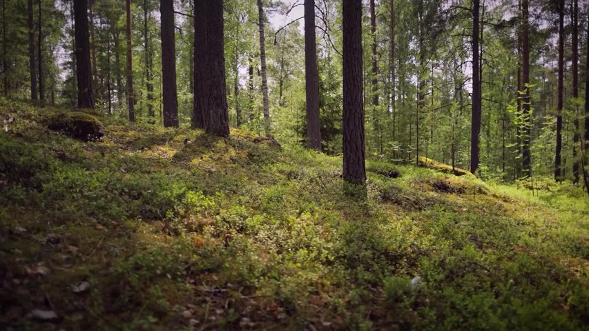 Skogen & Kapitalet: Energikrisen kan gynna nordisk skog