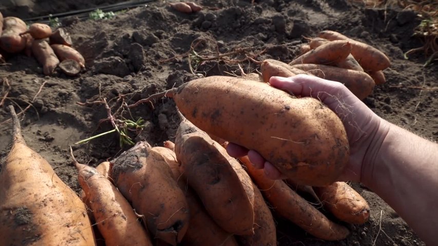 Svensk sötpotatis allt närmre