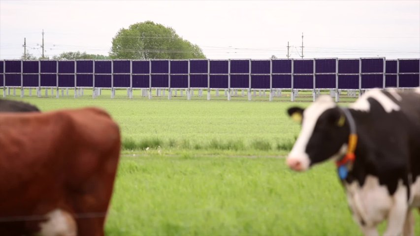 Klart för odlingsförsök mellan solpaneler