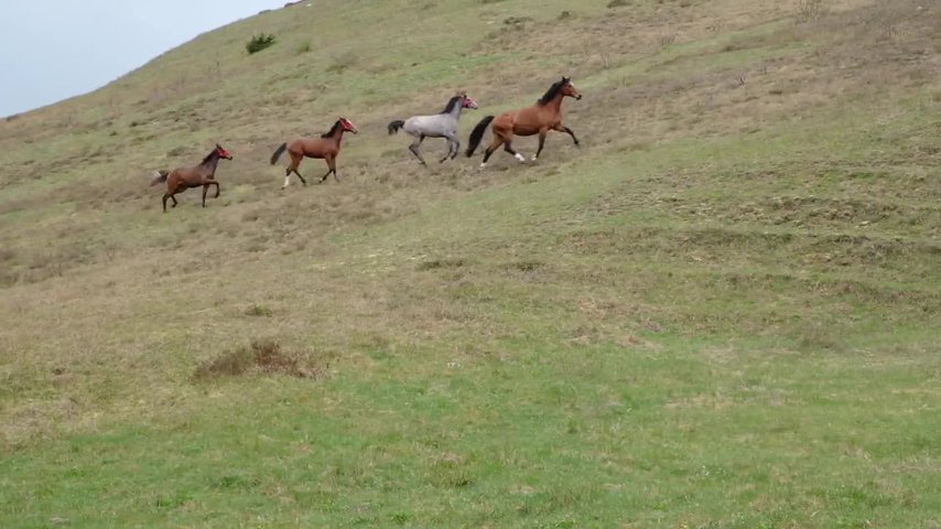 Framtidens topphästar släpps på speciellt bete