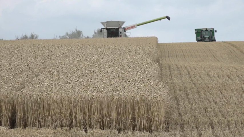 Spannmålsskörd i Skåne