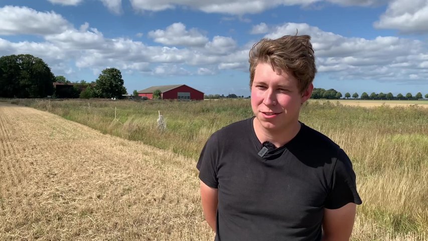 Sådd av höstraps